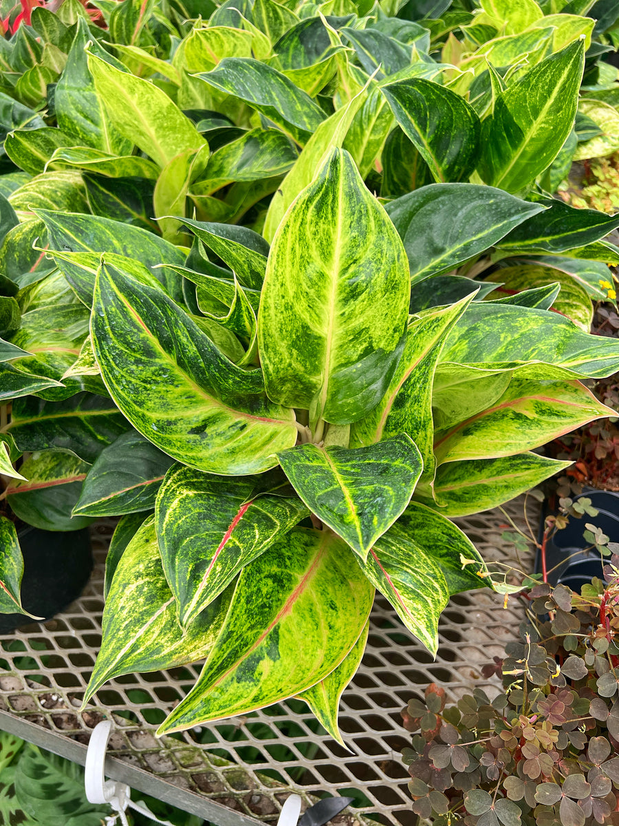 aglaonema green papaya Aglaonema 'Green Papaya'