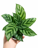 Calathea Conicinna 'Freddie'