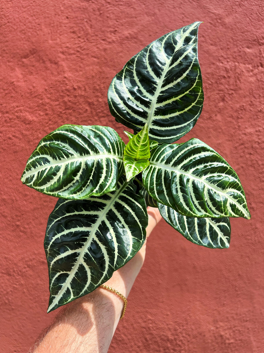 Aphelandra Squarroza 'Dania'