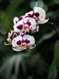 Orchidée Phalaenopsis (Plusieurs couleurs disponibles)