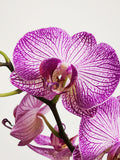 Orchidée Phalaenopsis (Plusieurs couleurs disponibles)