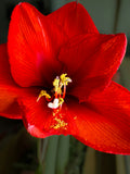Amaryllis | Hippeastrum