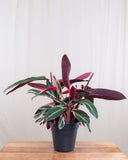 Stromanthe Sanguinae 'Triostar' | Calathea