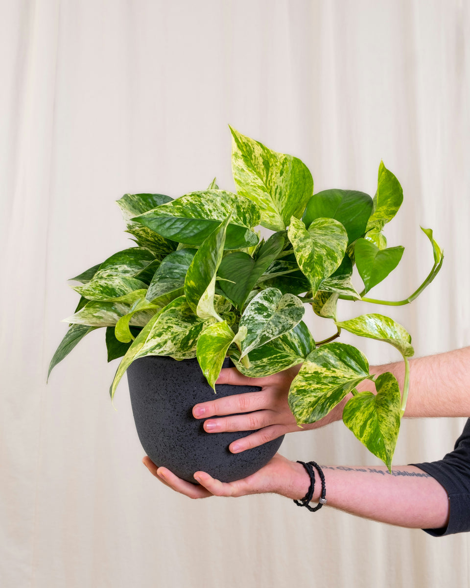 pothos doré Epipremnum aureum 'Golden'