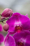 Orchidée Phalaenopsis (Plusieurs couleurs disponibles)