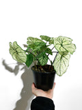 Caladium 'Allure'