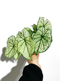 Caladium 'Allure'
