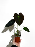 Colocasia 'Black Beauty' | Elephant ears