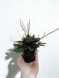 Peperomia 'San Marino'