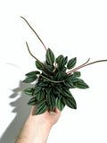 Peperomia 'San Marino'