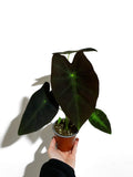 Colocasia 'Black Beauty' | Elephant ears