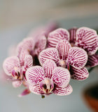 Orchidée Phalaenopsis (Plusieurs couleurs disponibles)