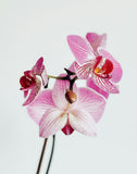 Orchidée Phalaenopsis (Plusieurs couleurs disponibles)