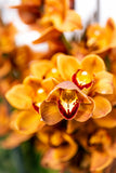 Orchidée Phalaenopsis (Plusieurs couleurs disponibles)