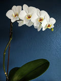 Orchidée Phalaenopsis (Plusieurs couleurs disponibles)