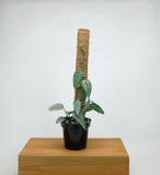 Epipremnum Pinnatum 'Cebu Blue' | Pothos Cebu Blue