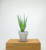 Aloe Vera 'Blue Elf' | Aloes