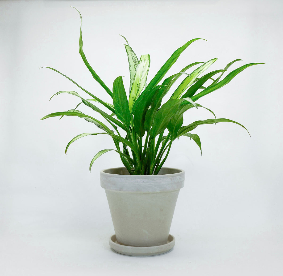 white stem cutlass aglaonema Aglaonema Commutatum 'Cutlass'