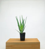 Aloe Vera 'Blue Elf' | Aloes