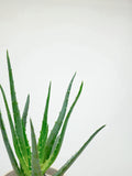 Aloe Vera 'Blue Elf' | Aloes