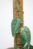 Epipremnum Pinnatum 'Cebu Blue' | Pothos Cebu Blue