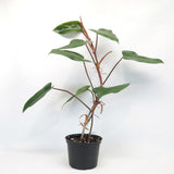 Philodendron Erubescens 'Red Emerald'