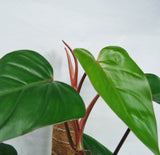 Philodendron Erubescens 'Red Emerald'