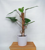 Philodendron Erubescens 'Red Emerald'