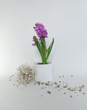 Jacinthe | Hyacinthus
