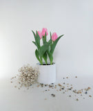 Tulipes | Tulipa