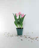 Tulipes | Tulipa
