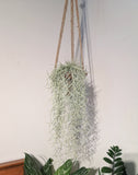Mousse Espagnol | Tillandsia usneoides