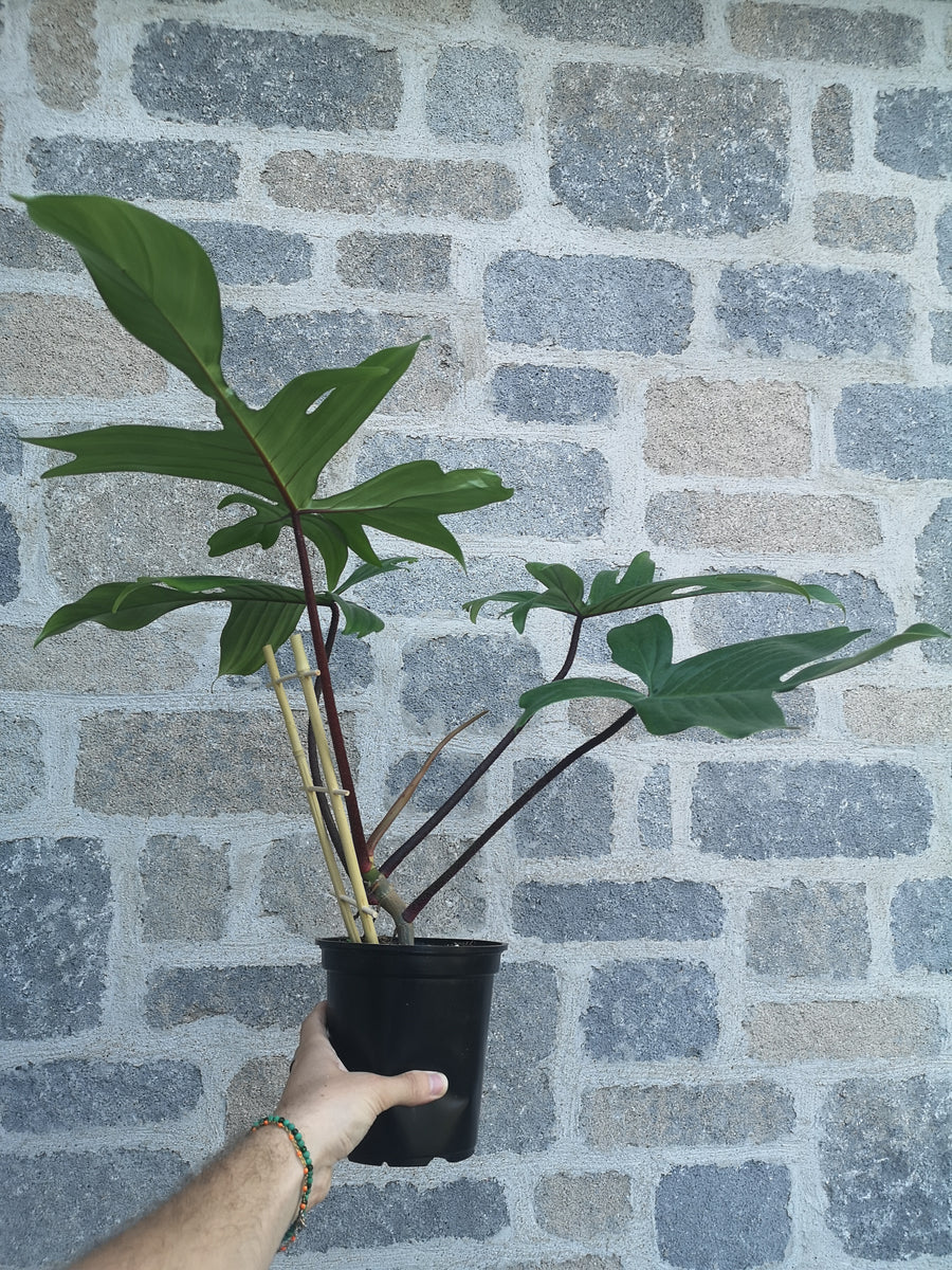 Philodendron 'Pedatum'