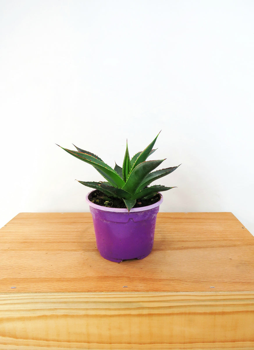 Agave 'Shaka Zulu' – Végétal Design Qc