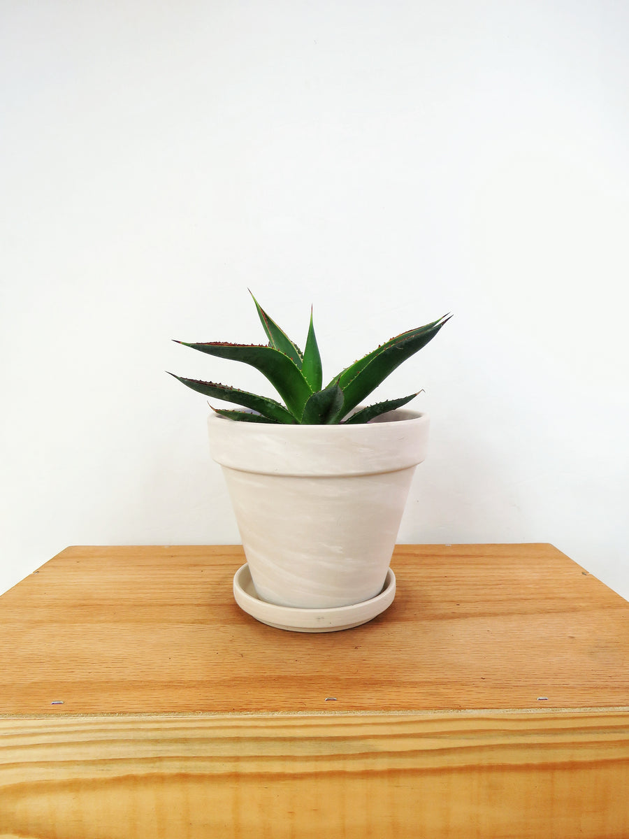 Agave 'Shaka Zulu' – Végétal Design Qc