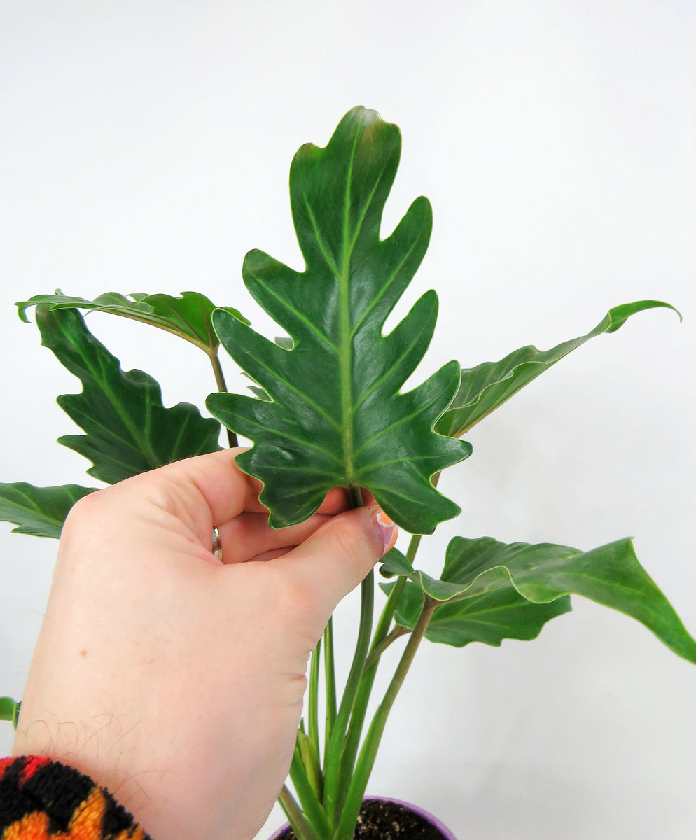 philodendron xanadu 中文 Philodendron 'Xanadu'