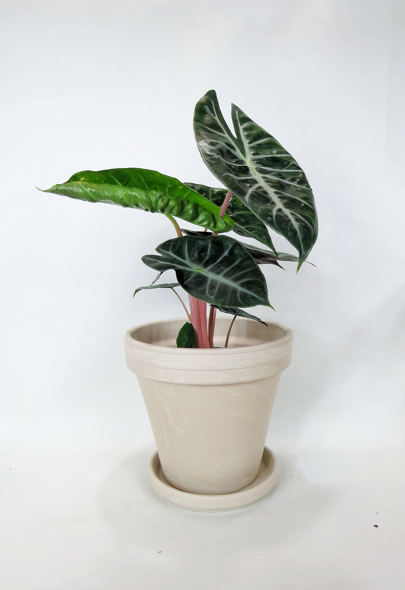 Alocasia 'Pink Dragon' – Végétal Design Qc