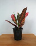 Codiaeum Variegatum 'Nervia' | Croton 'Nervia'