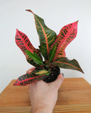 Codiaeum Variegatum 'Nervia' | Croton 'Nervia'