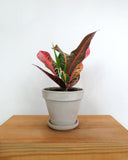 Codiaeum Variegatum 'Nervia' | Croton 'Nervia'