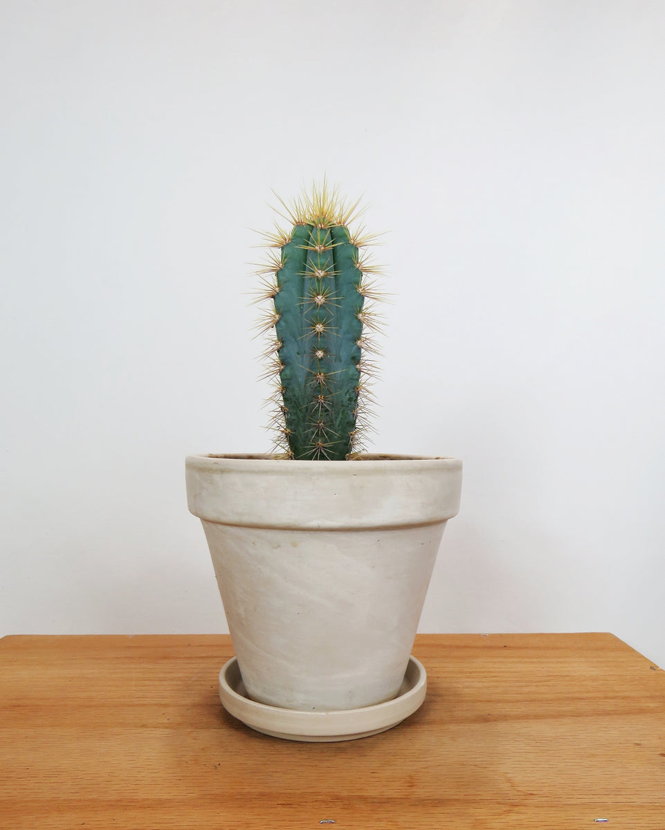 Cactus Pilosocereus 'Pachycladus' | Cactaceae – Végétal Design Qc