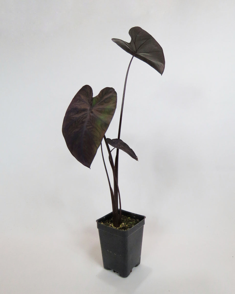 colocasia black coral elephant ear plant Colocasia Esculenta 'Black Coral'