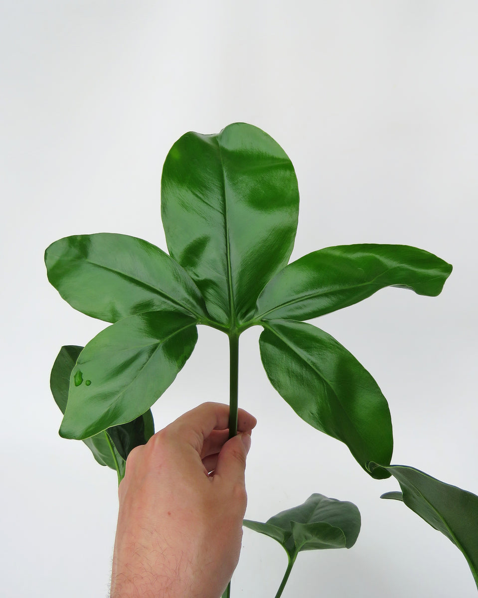 philodendron rojo congo Philodendron 'Congo Rojo' 6