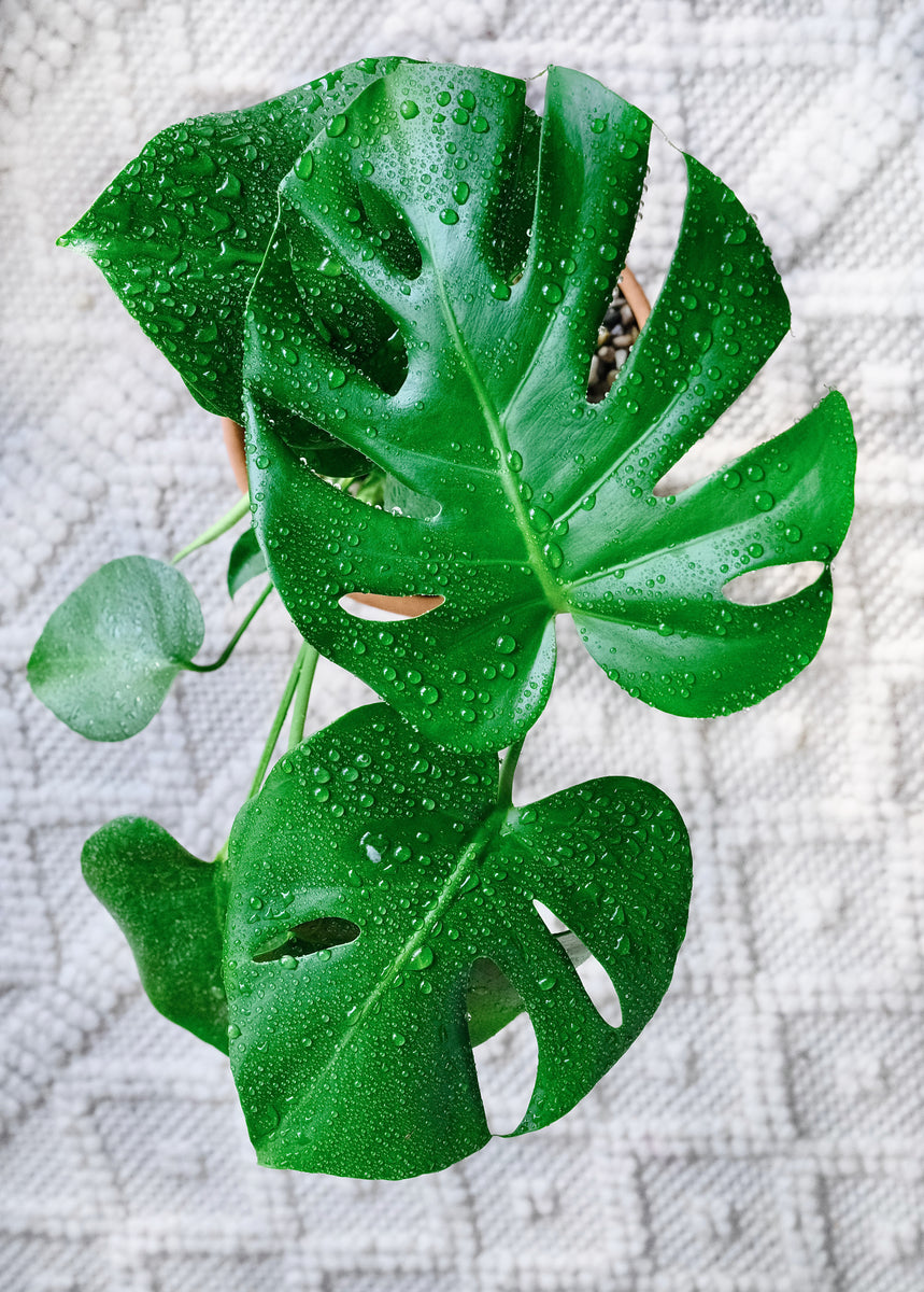 monstera deliciosa montreal Monstera 'Deliciosa' – Végétal Design Qc