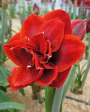 Amaryllis | Hippeastrum