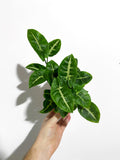 Syngonium 'Pixie Deeper'