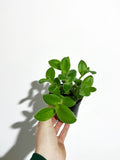 Tradescantia Sillamontana 'White Velvet'