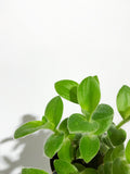 Tradescantia Sillamontana 'White Velvet'