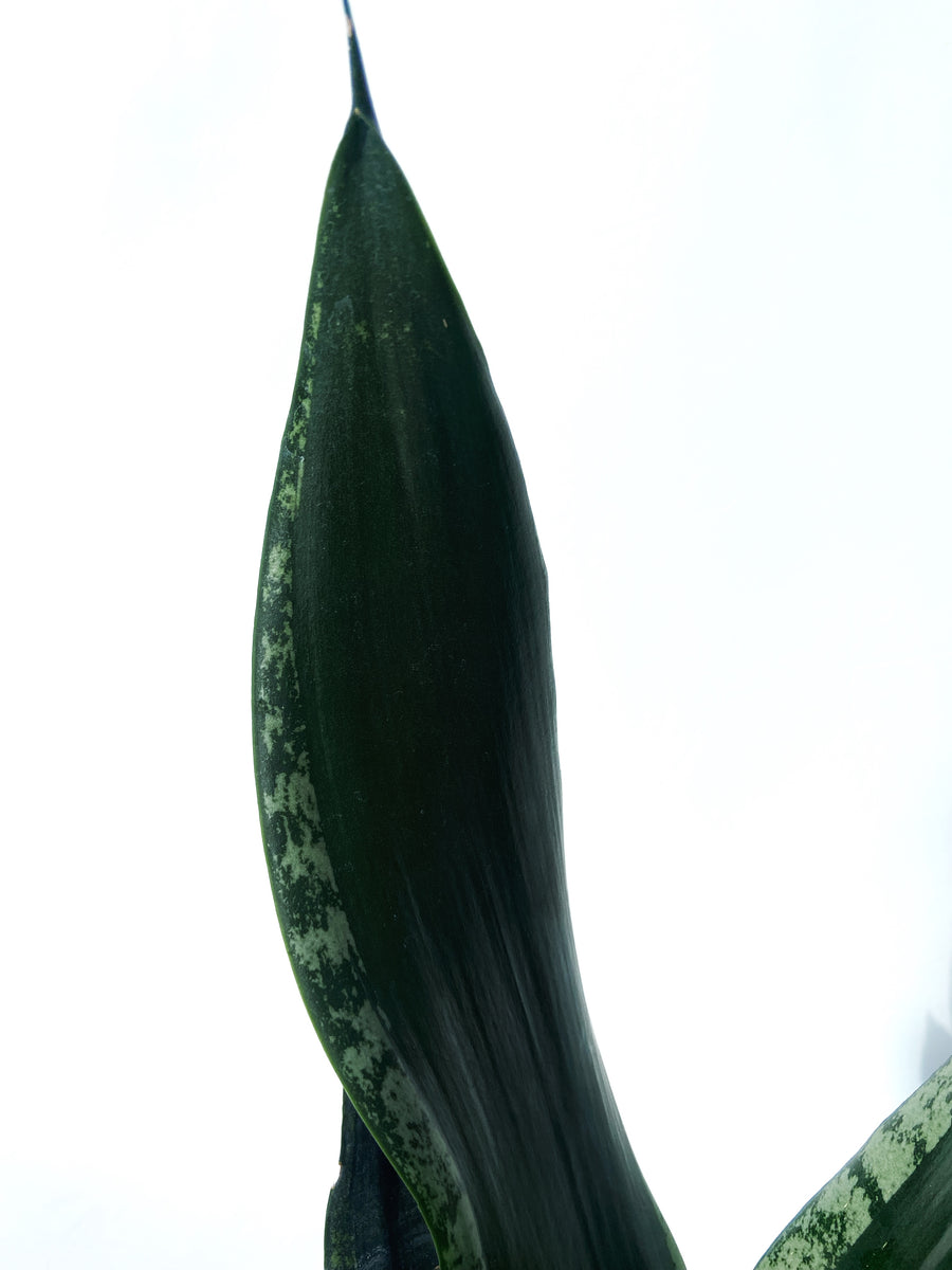 Sansevieria Trifasciata 'Whitney' | Snake Plant  Vgtal Design Qc