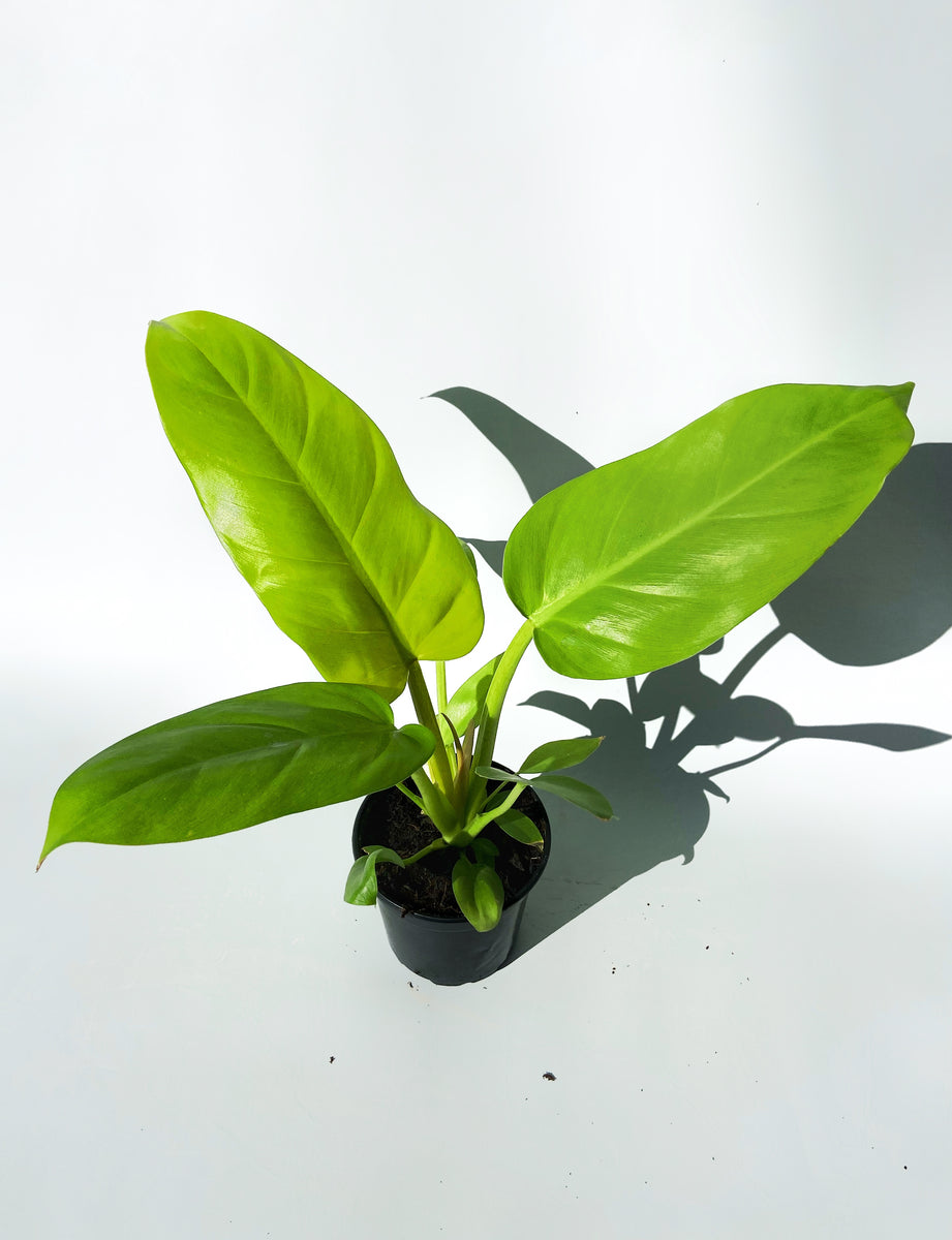 philodendron melinonii vs imperial green Philodendron 'Melinonii Gold'